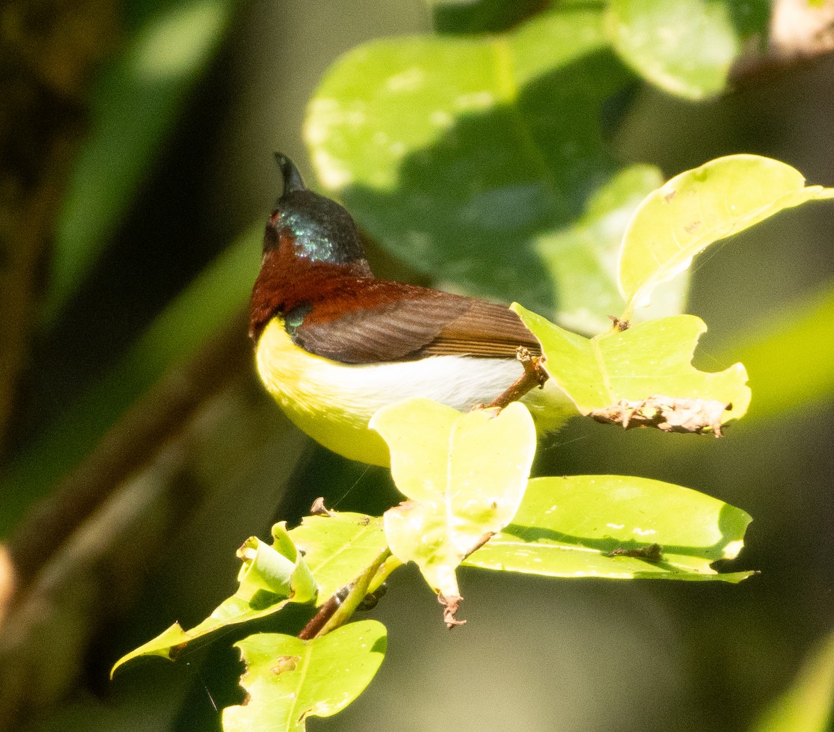 Purple-rumped Sunbird - ML645565637