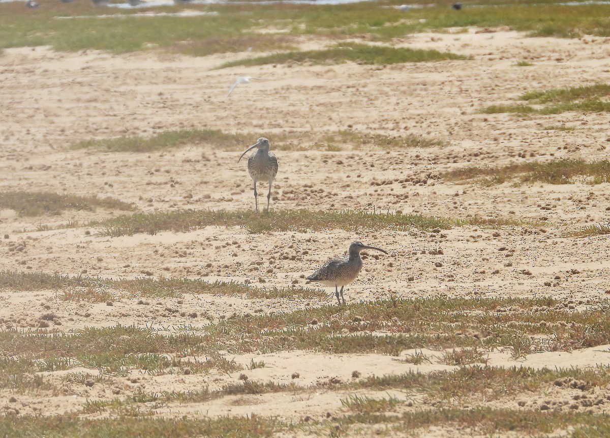 Eurasian Whimbrel - ML645565640