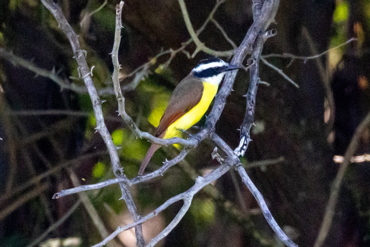 Great Kiskadee - ML645565642