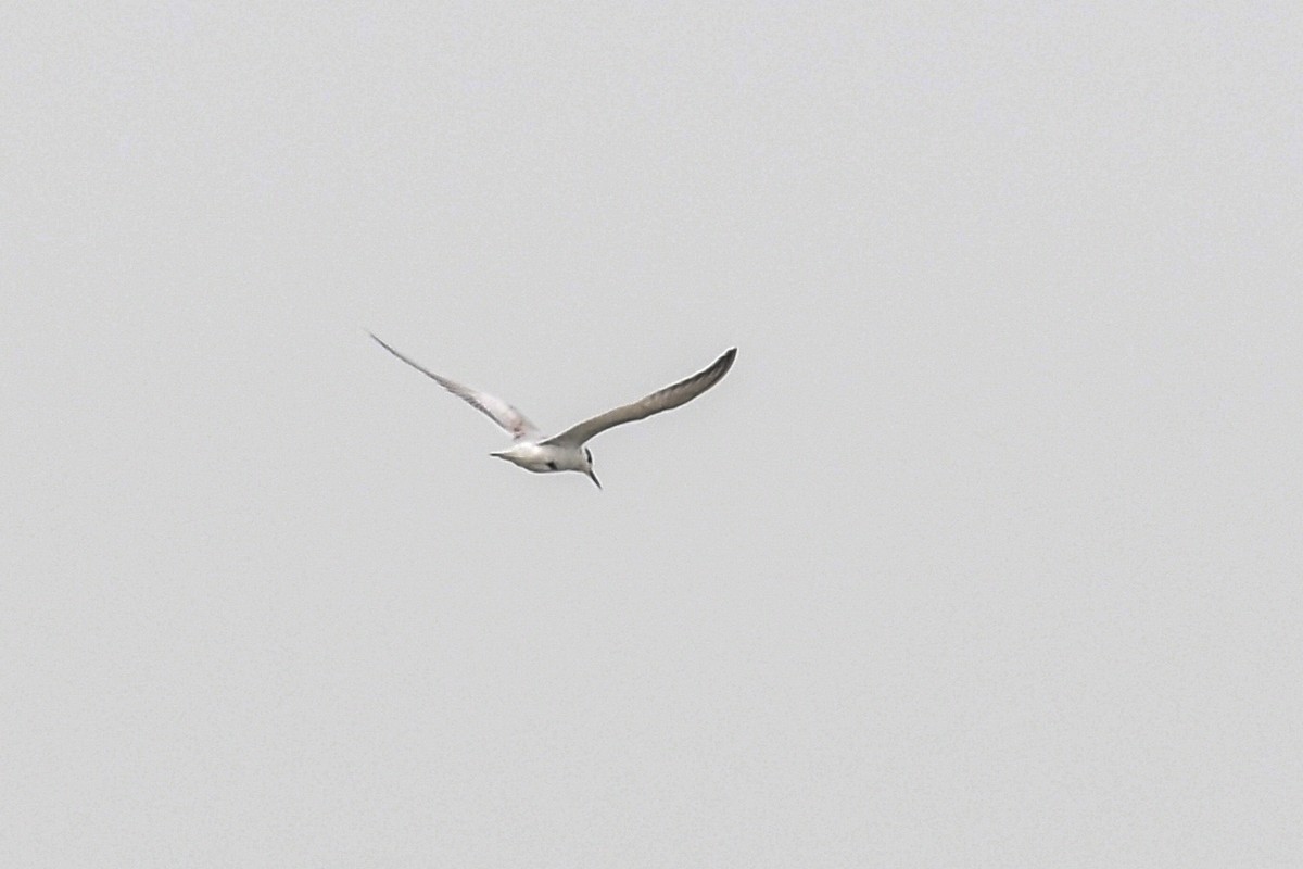 Whiskered Tern - ML645565645