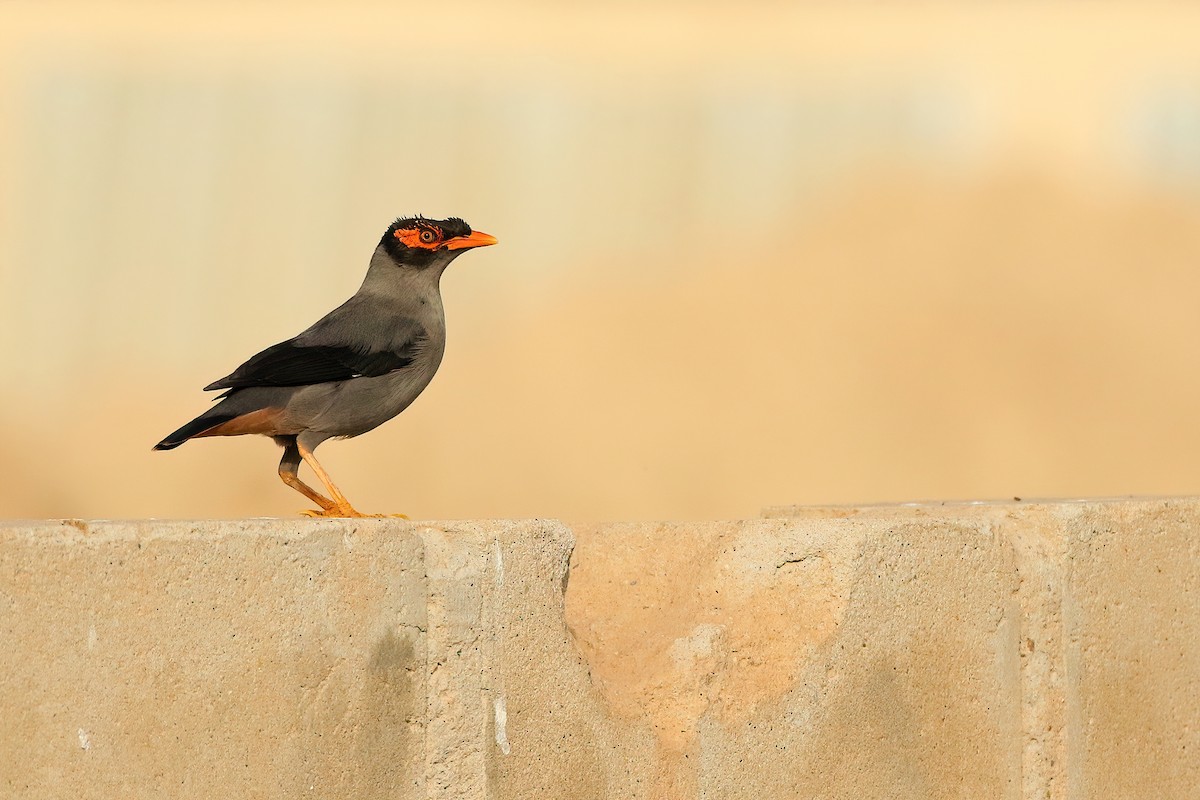 Bank Myna - ML645565646