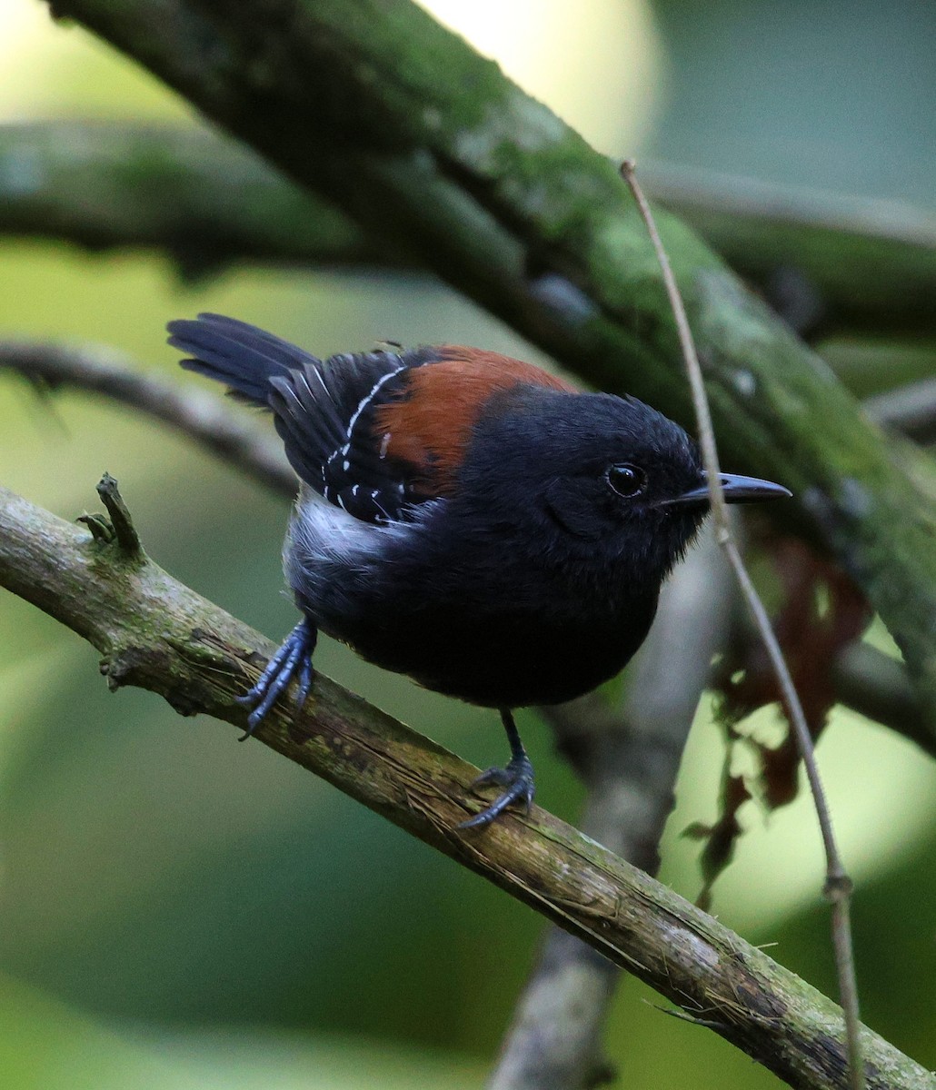 Black-hooded Antwren - ML645565647