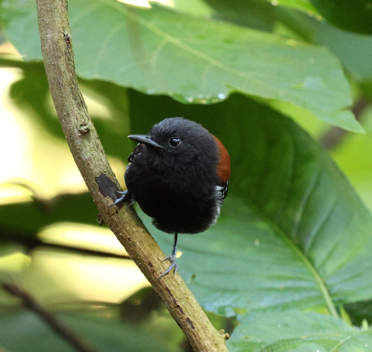 Black-hooded Antwren - ML645565648