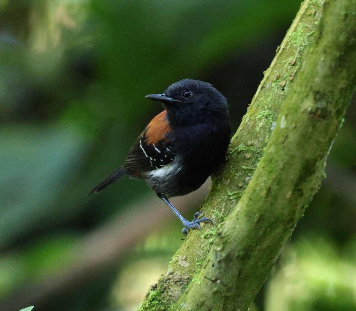 Black-hooded Antwren - ML645565649