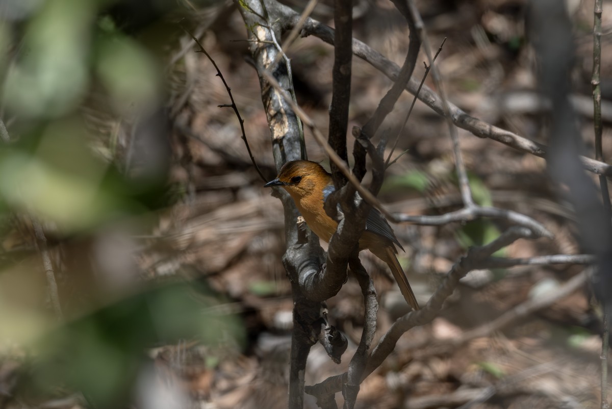Red-capped Robin-Chat - ML645565650