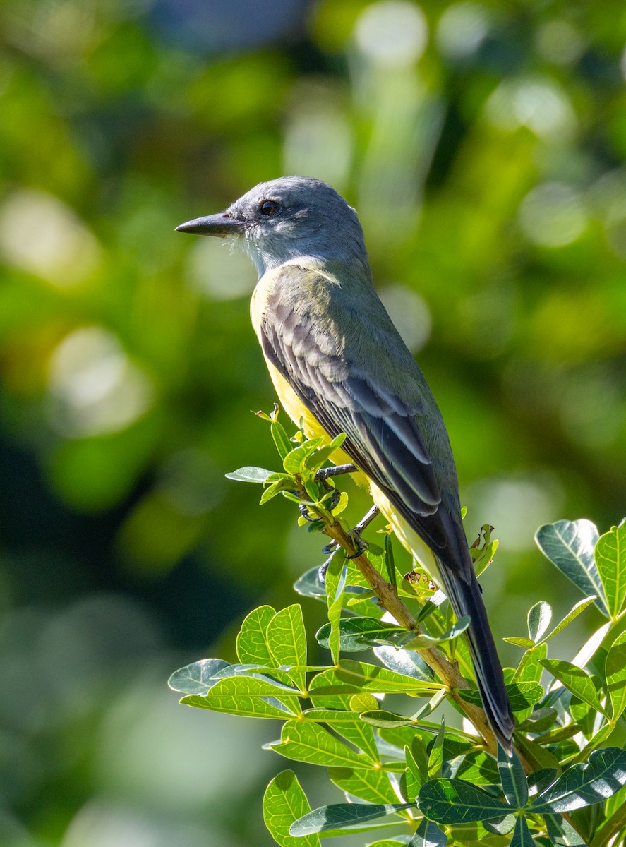Tropical Kingbird - ML645565651