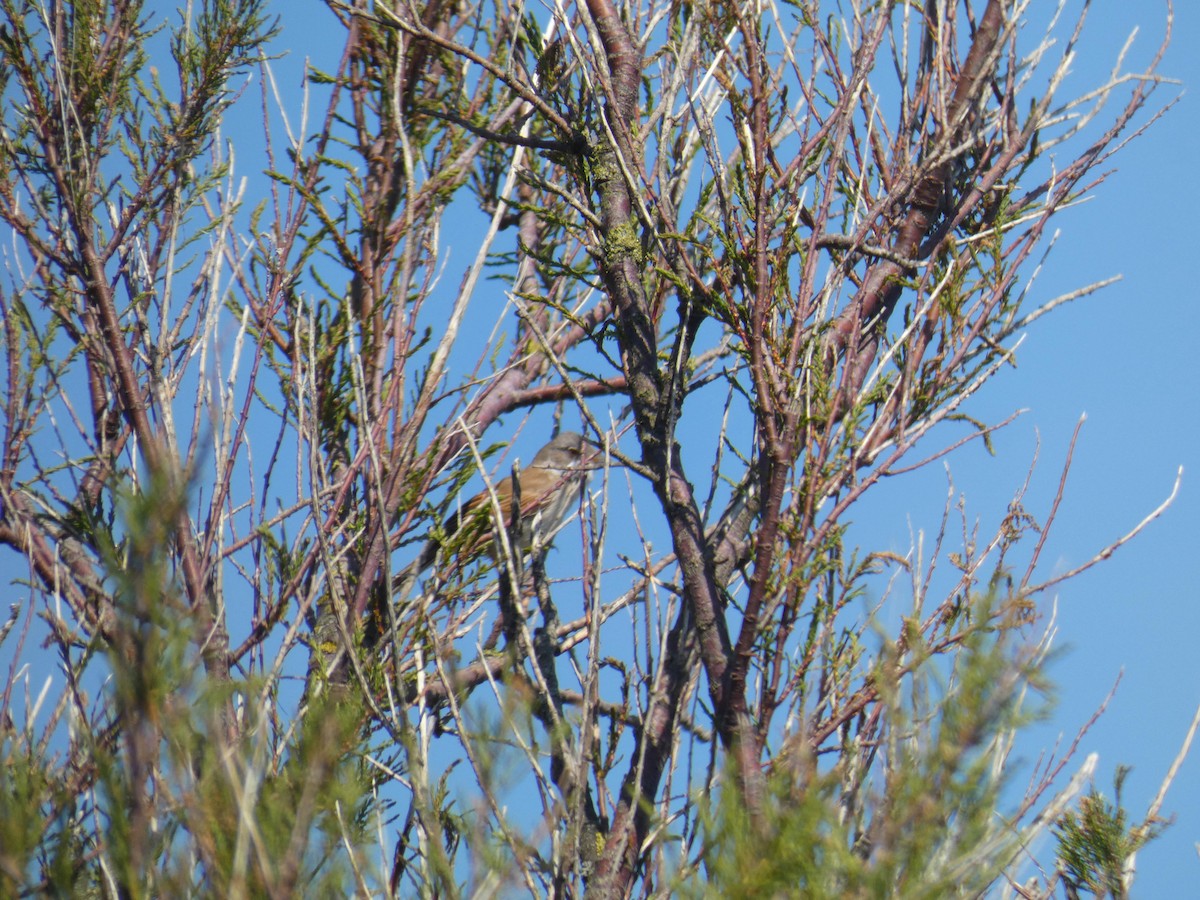 Greater Whitethroat - ML645565652