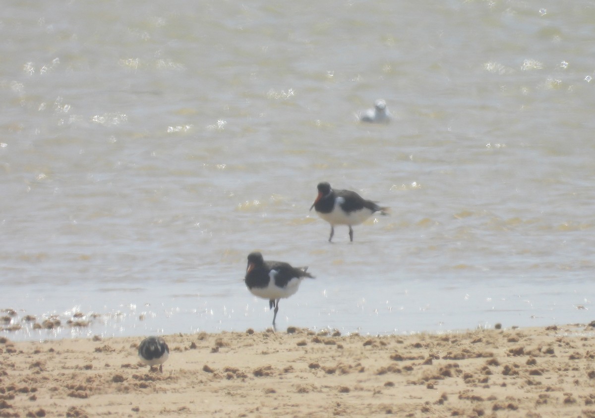 Eurasian Oystercatcher - ML645565653