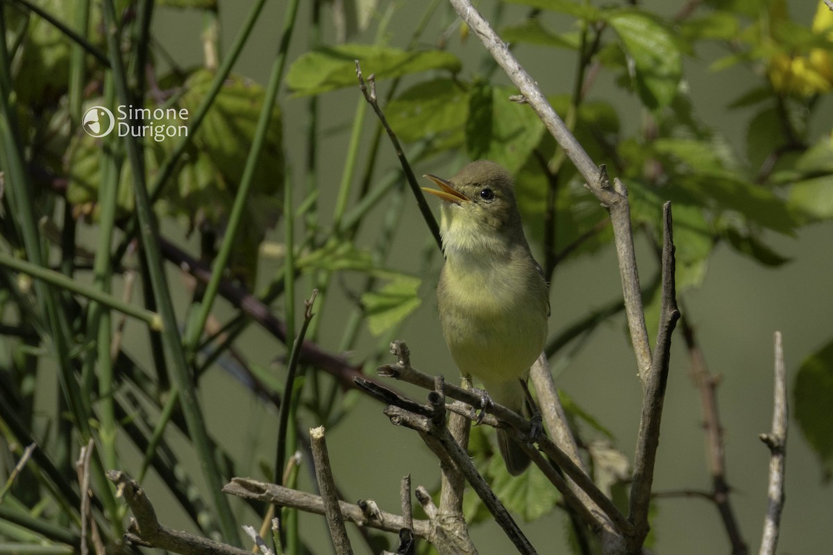 Melodious Warbler - ML645565654