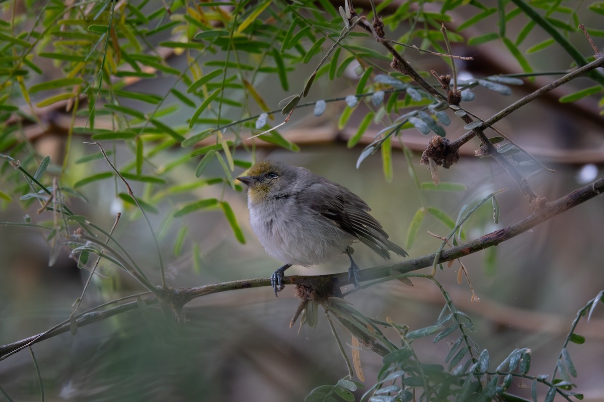 Verdin - ML645565655