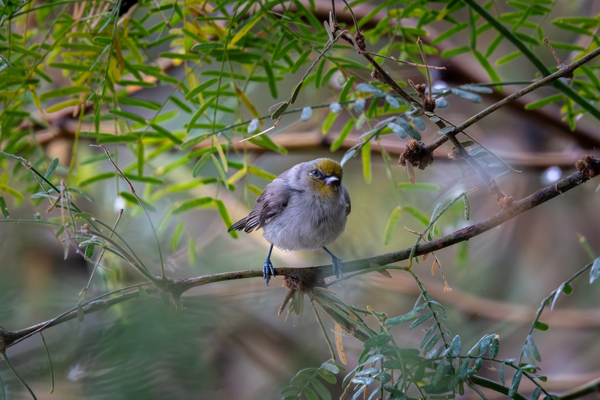 Verdin - ML645565656