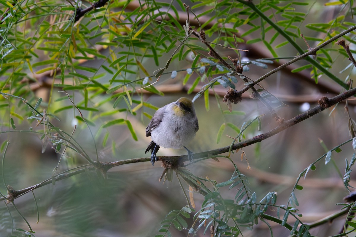 Verdin - ML645565657