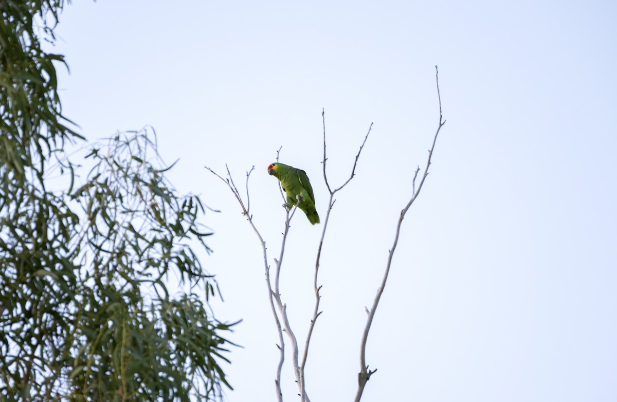 Red-lored Amazon - ML645565658