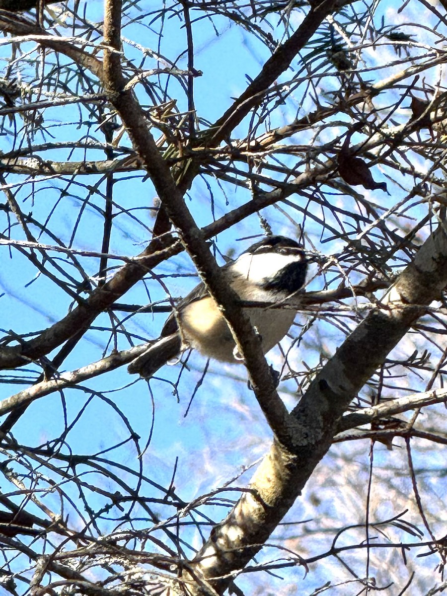 Black-capped Chickadee - ML645565659