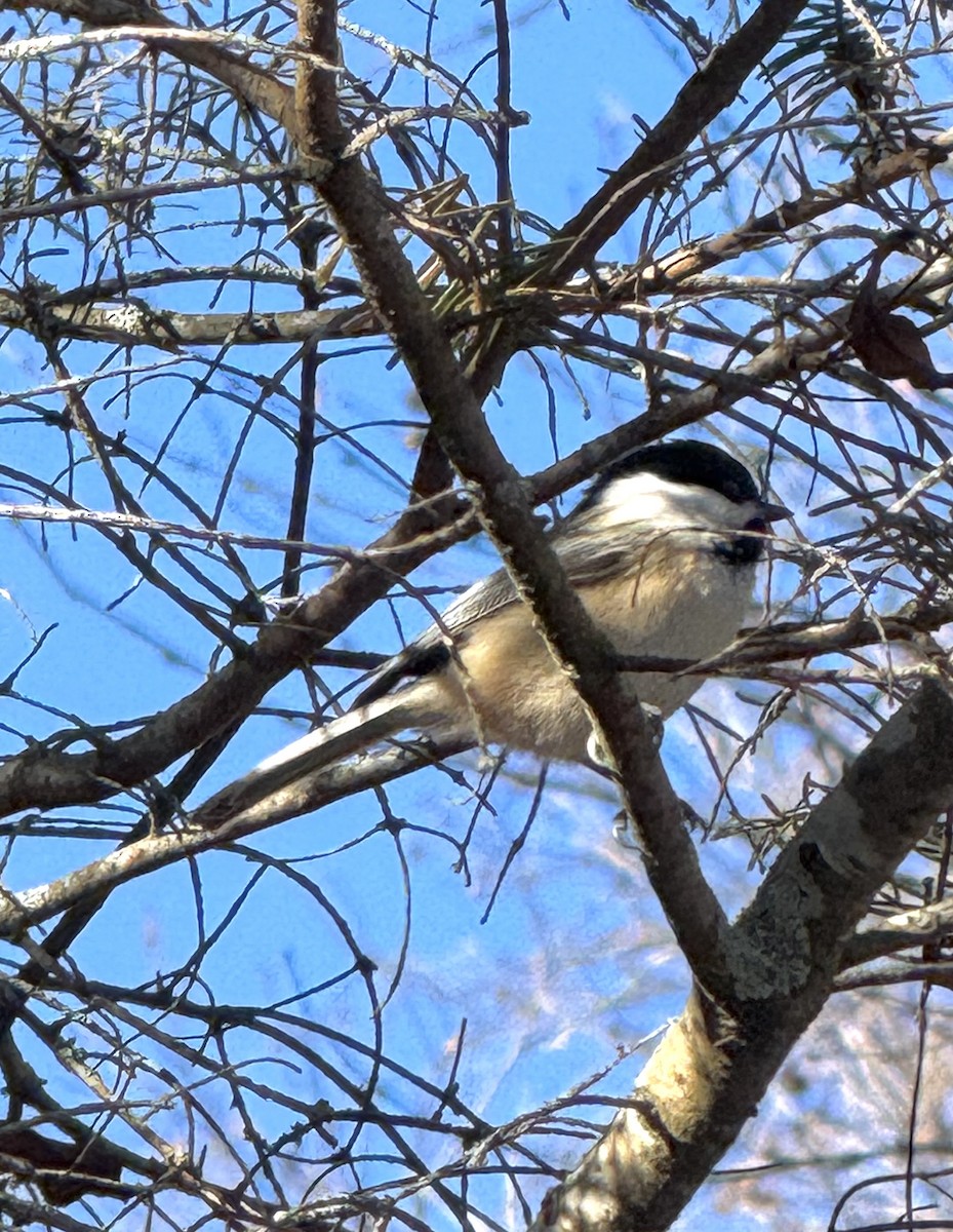 Black-capped Chickadee - ML645565660