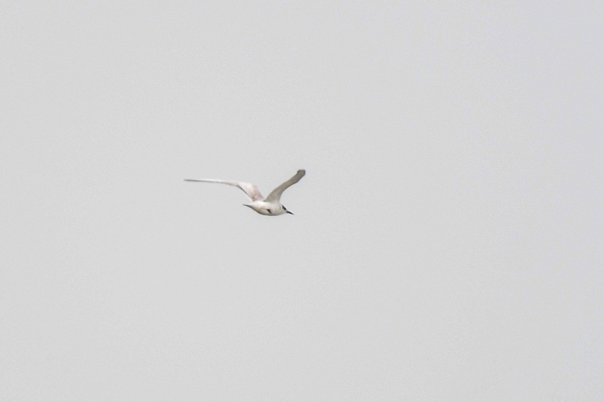 Whiskered Tern - ML645565662