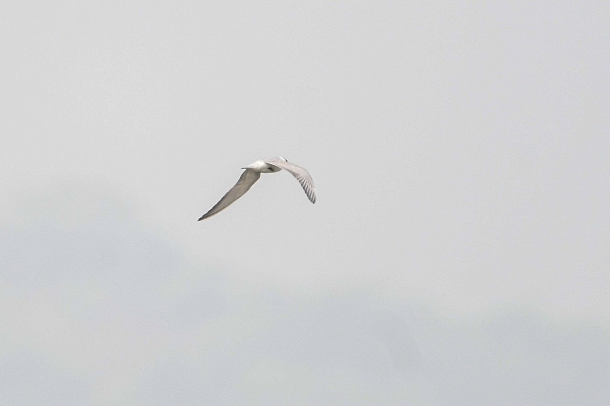 Whiskered Tern - ML645565663