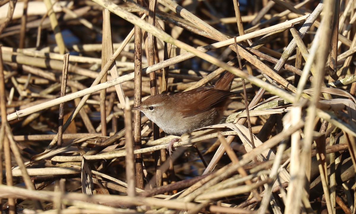 Cetti's Warbler - ML645565664