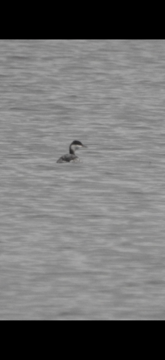 Horned Grebe - ML645565666