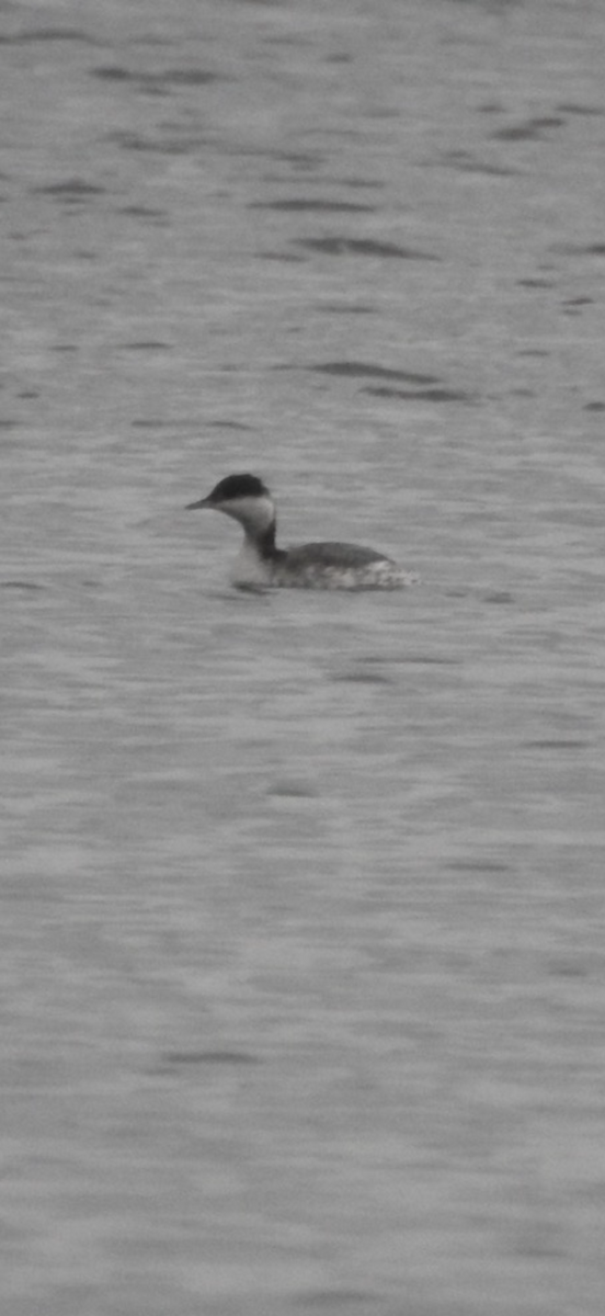 Horned Grebe - ML645565667