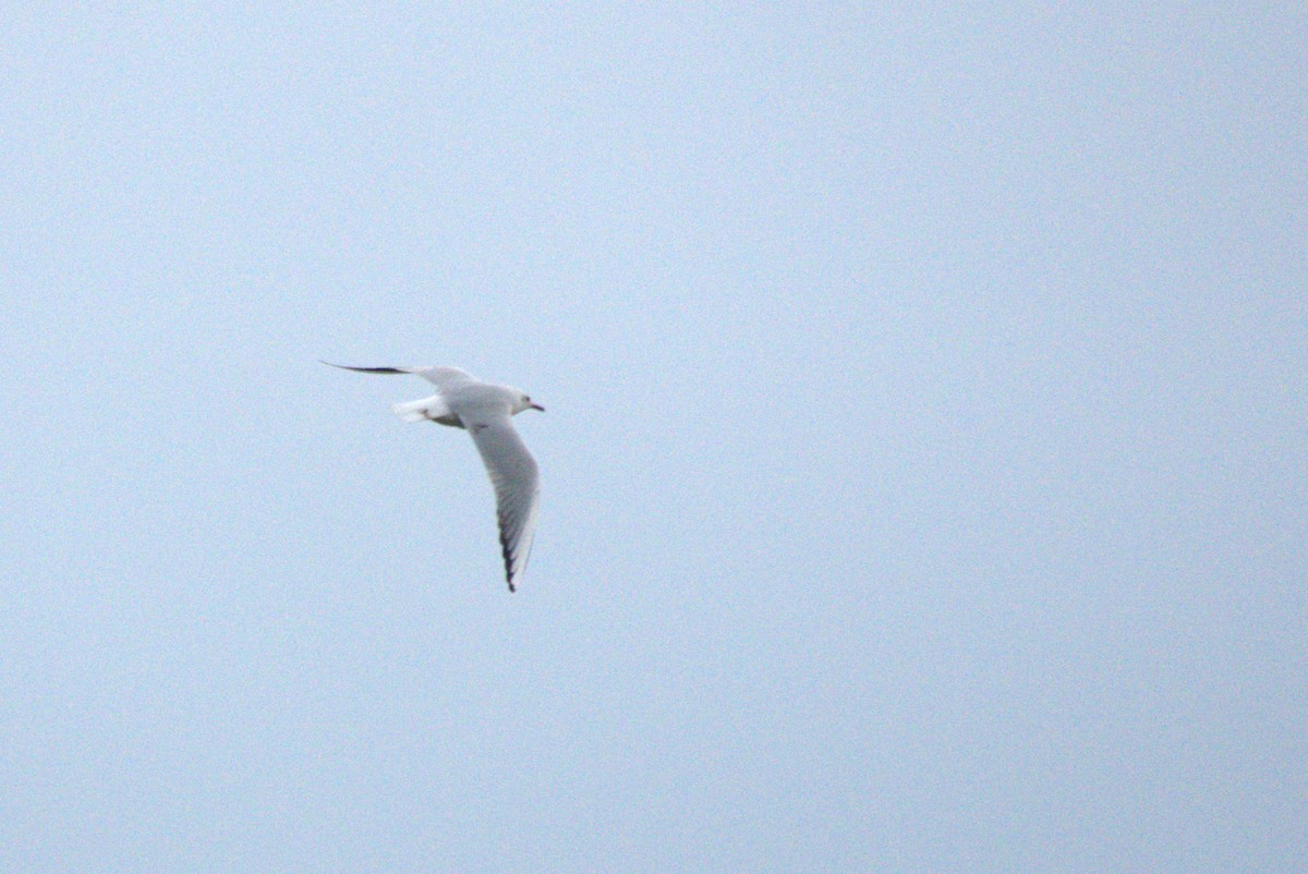 Black-headed Gull - ML645565670