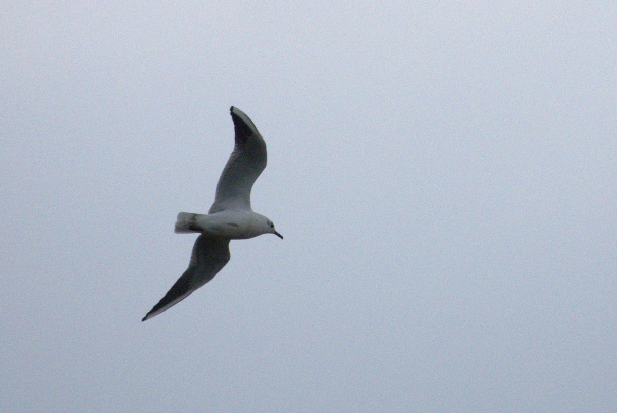 Black-headed Gull - ML645565671