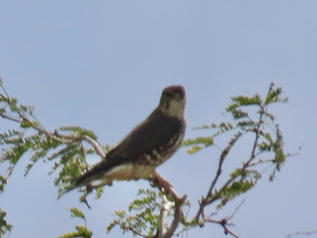 Merlin - ML645565676