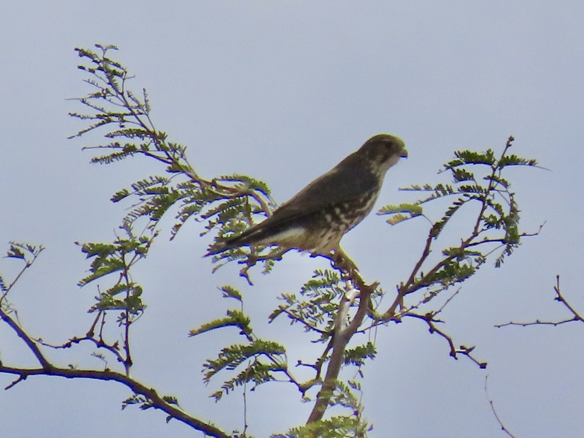 Merlin - ML645565677