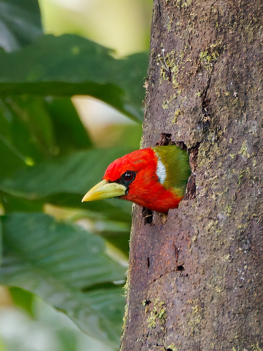Red-headed Barbet - ML645565680