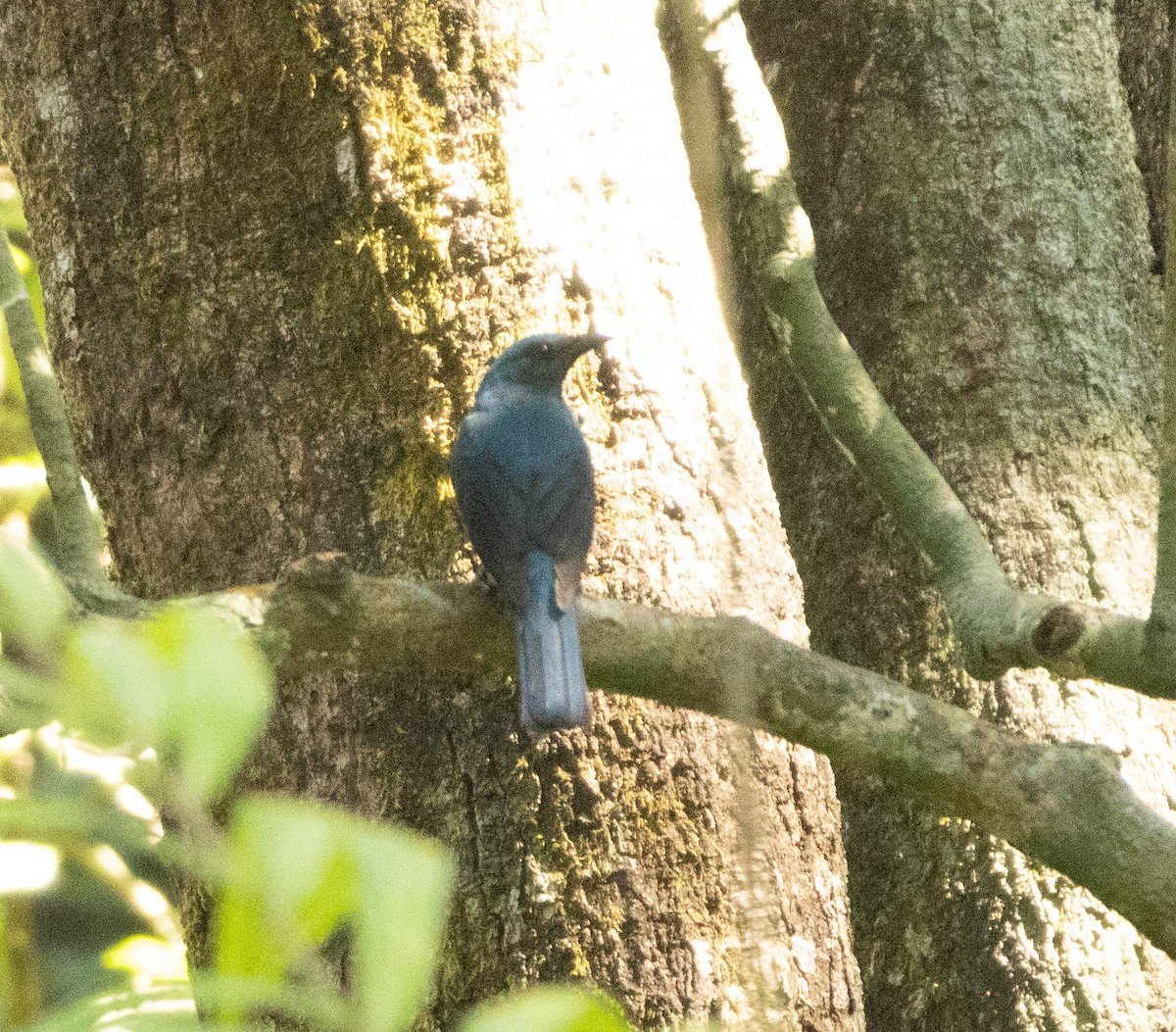 Golden-fronted Leafbird - ML645565681