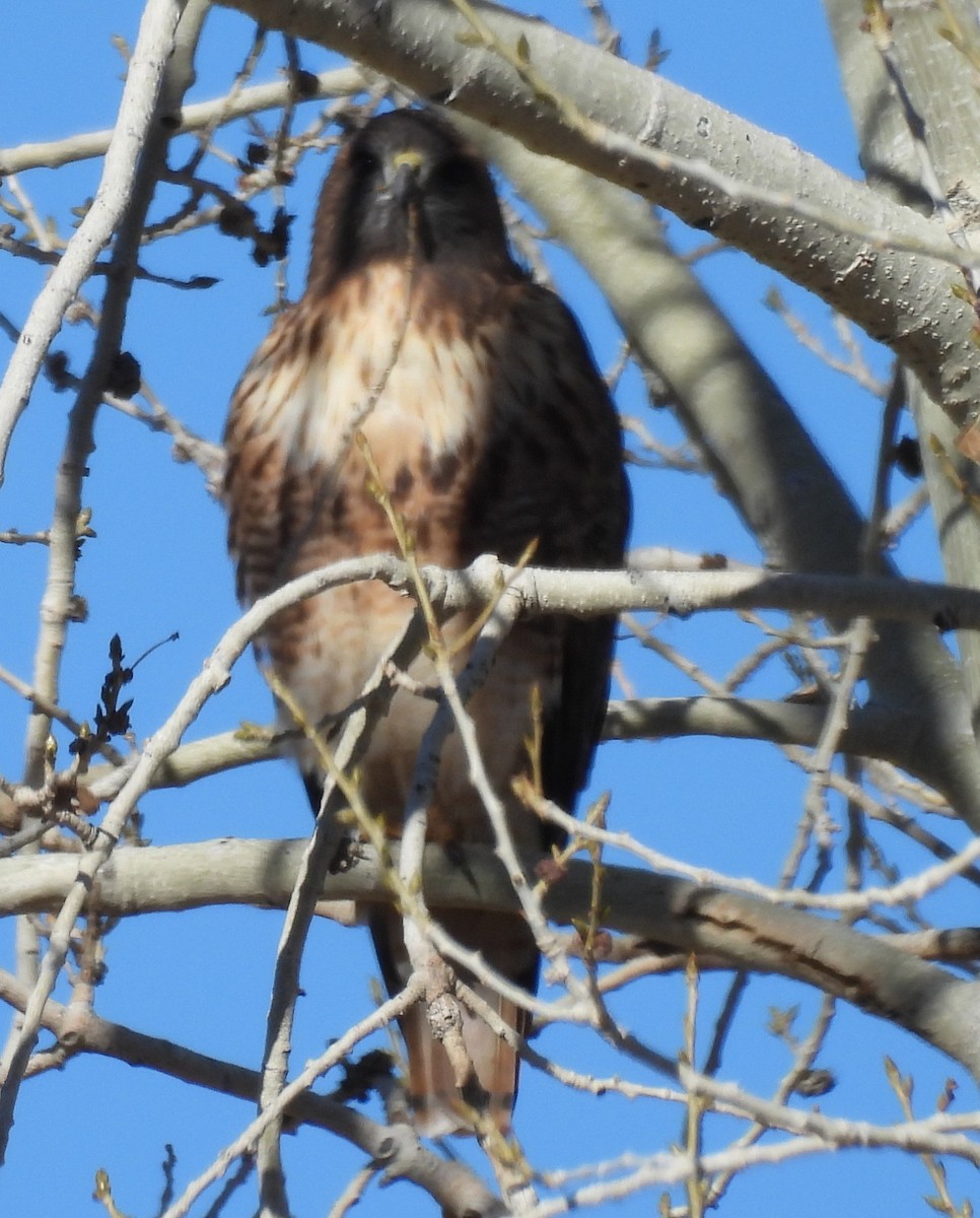 Red-tailed Hawk - ML645565685