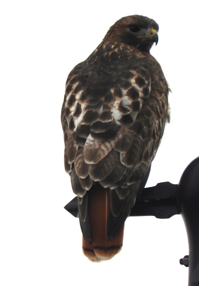 Red-tailed Hawk - ML645565700