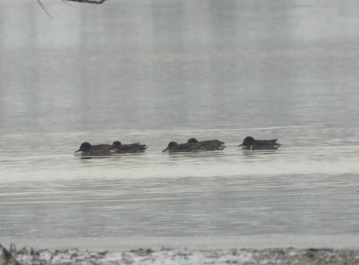 Green-winged Teal - ML645565703