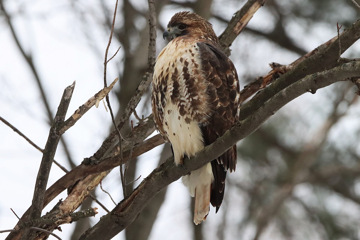 Red-tailed Hawk - ML645565706