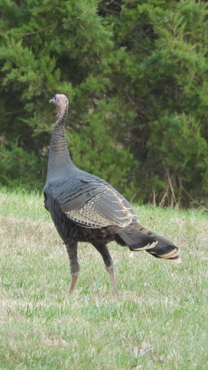 Wild Turkey - ML645565707
