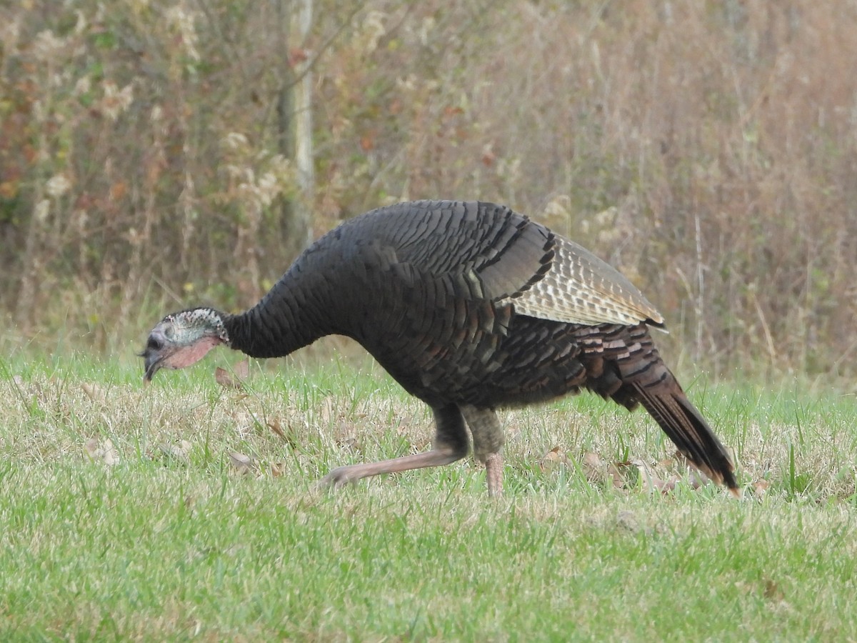 Wild Turkey - ML645565708