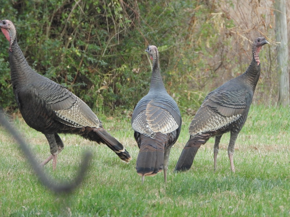 Wild Turkey - ML645565709