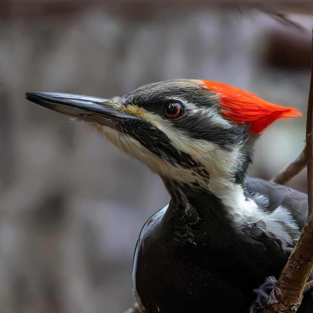 Pileated Woodpecker - ML645565713