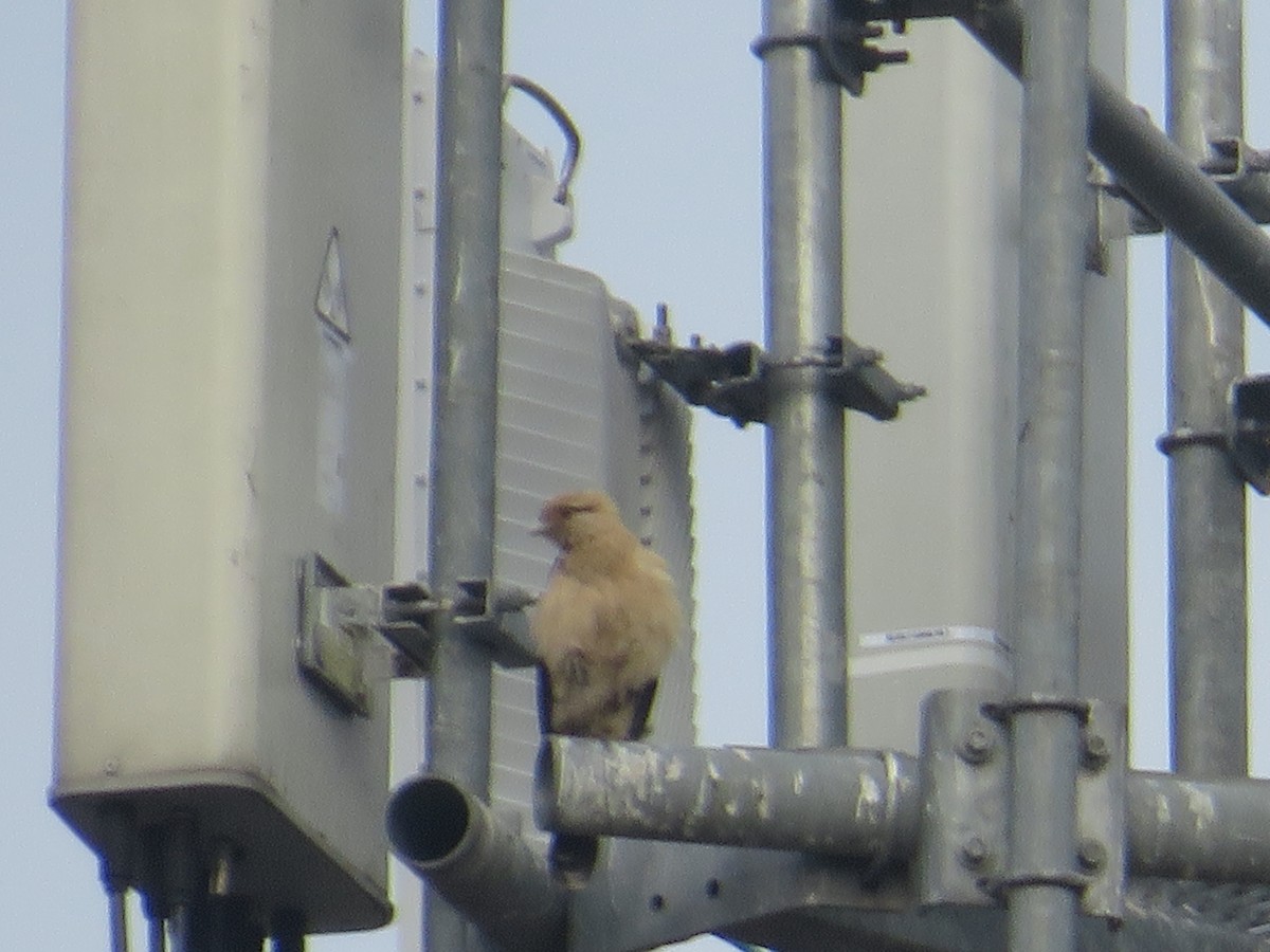 Yellow-headed Caracara - ML645565719