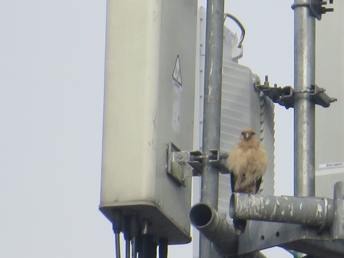 Yellow-headed Caracara - ML645565720