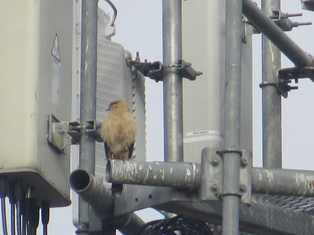Yellow-headed Caracara - ML645565721