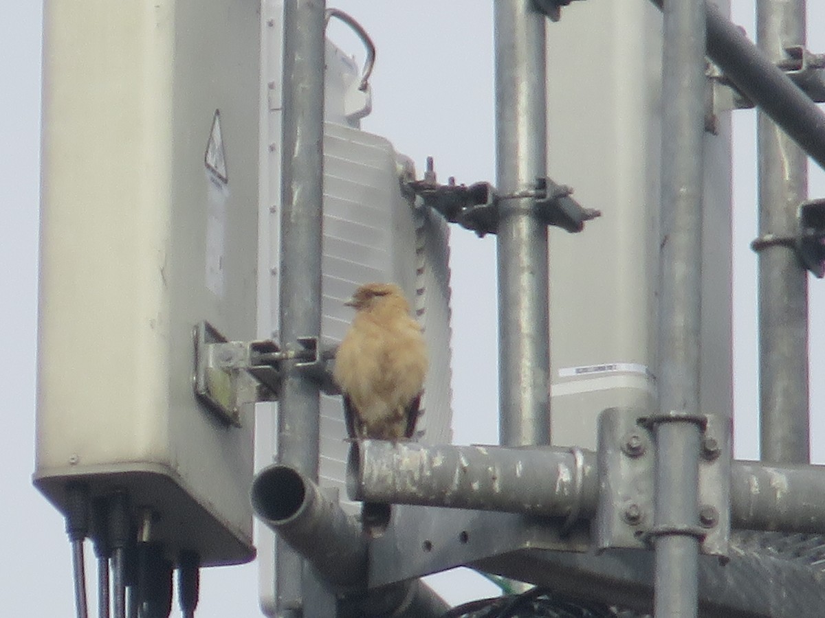 Yellow-headed Caracara - ML645565722