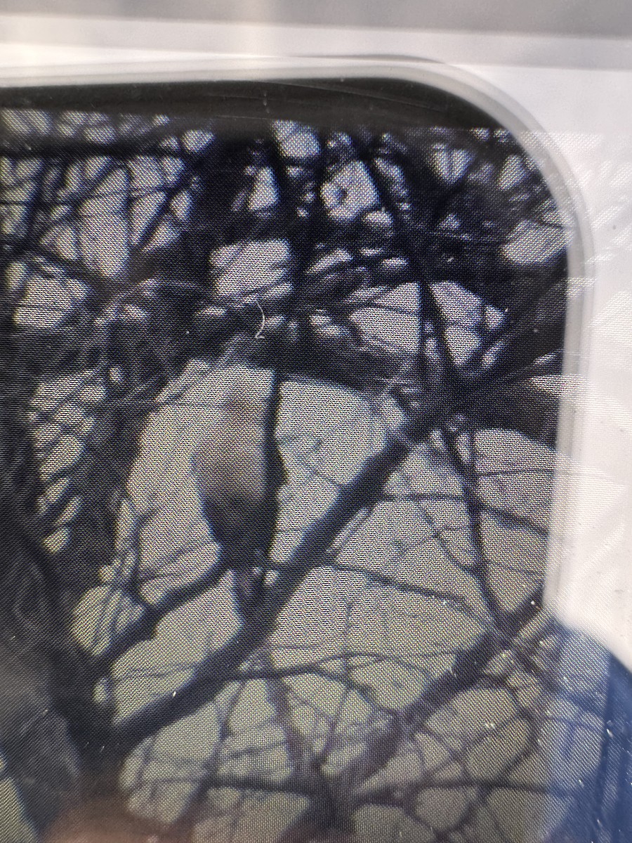 Yellow-headed Caracara - ML645565723