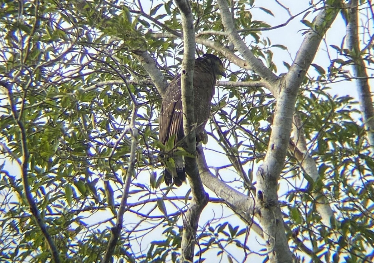 Хохлатый змееяд [группа cheela] - ML645565727