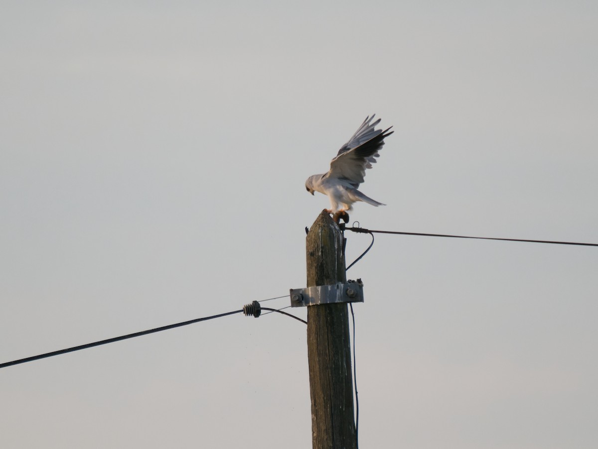黑翅鳶 - ML645565730