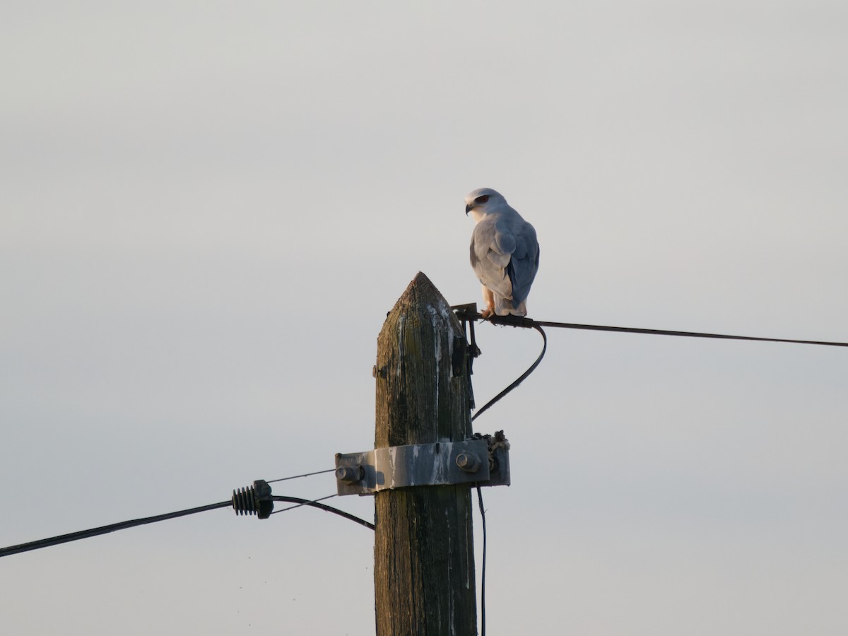 黑翅鳶 - ML645565731
