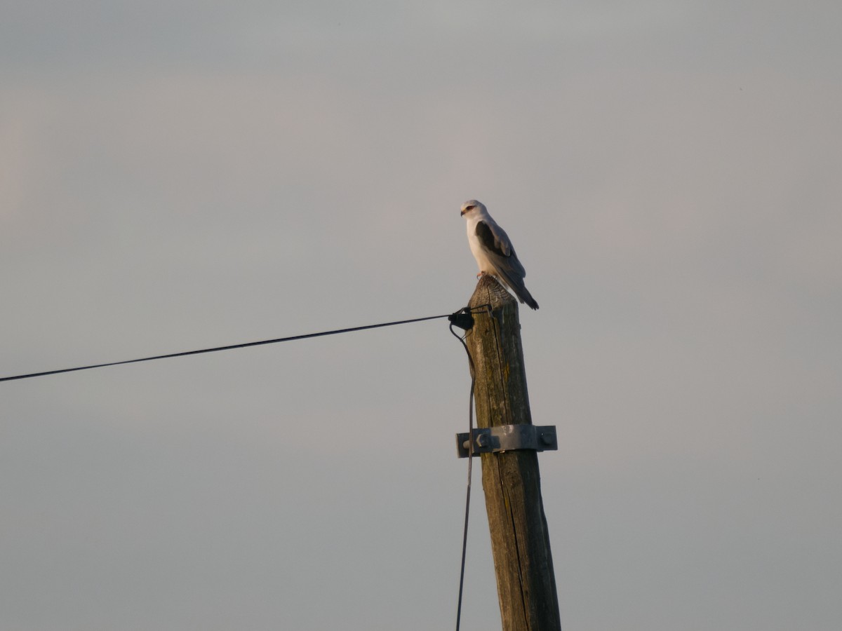 黑翅鳶 - ML645565732