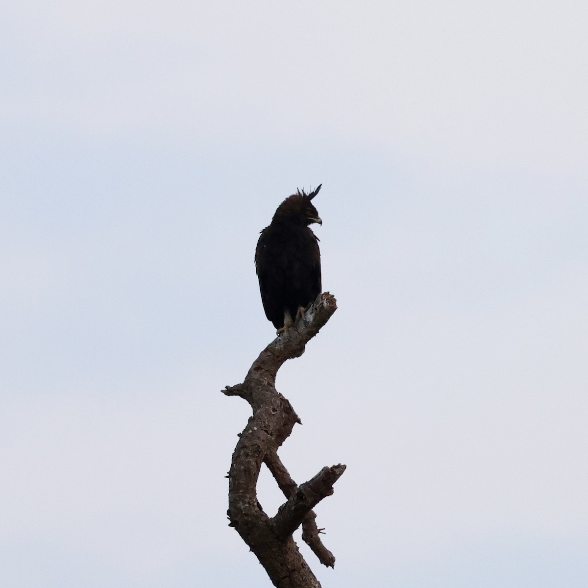 Long-crested Eagle - ML645565737