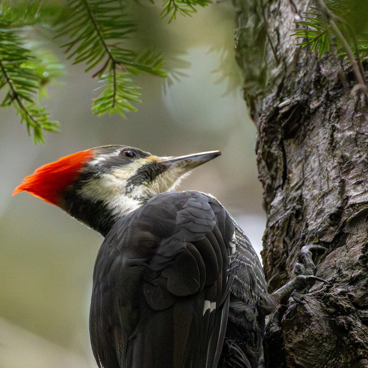 Pileated Woodpecker - ML645565738
