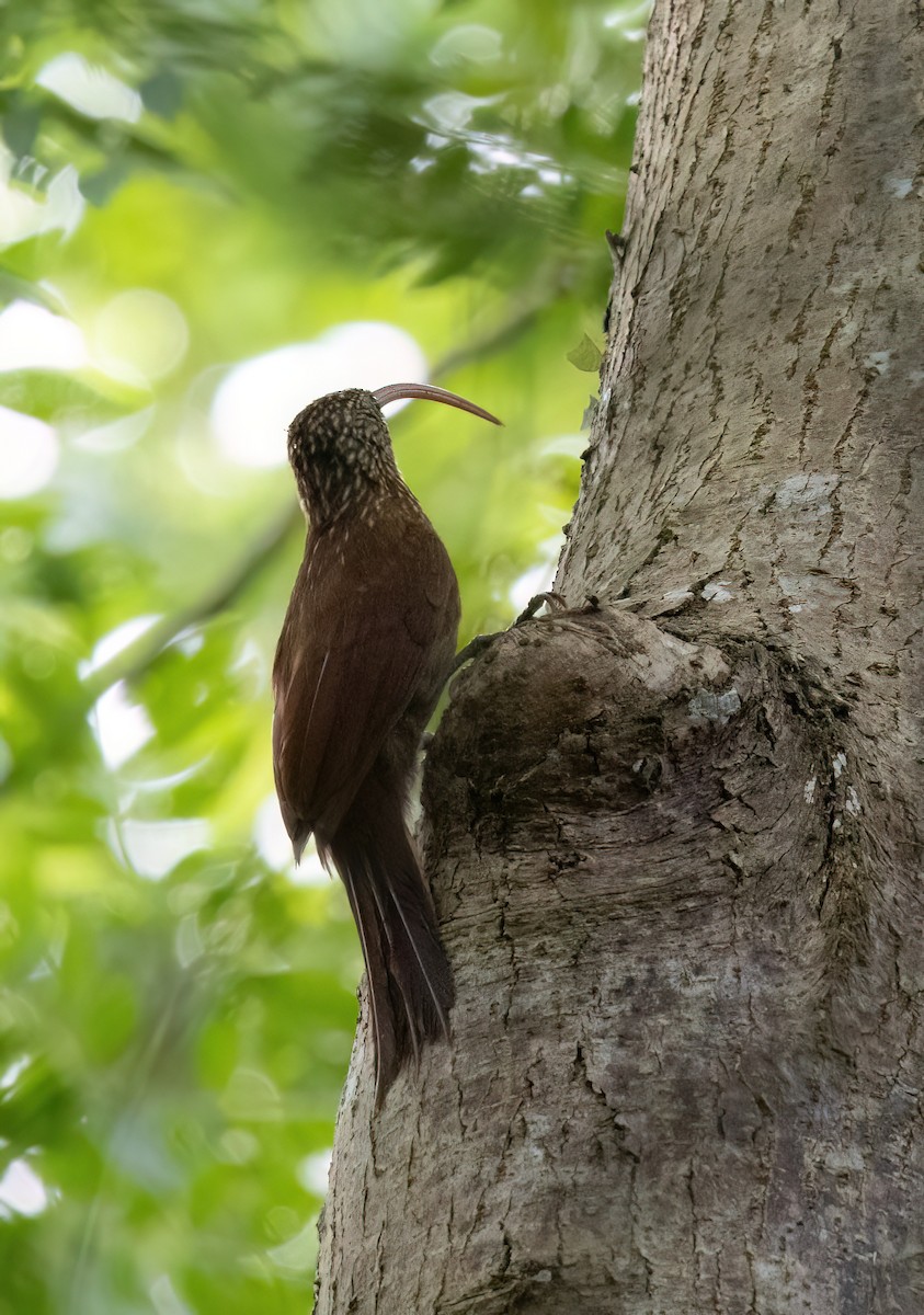 Red-billed Scythebill - ML645565744
